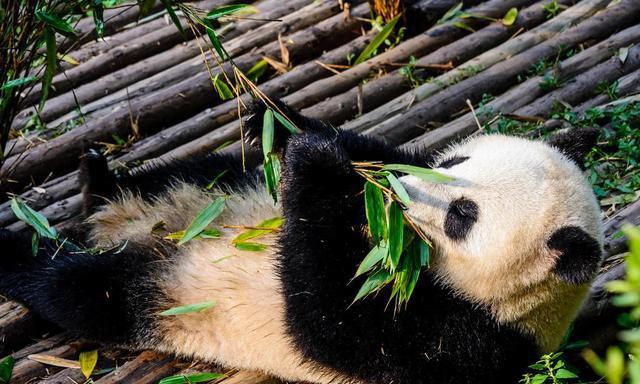 成都和重庆哪个好玩? 3天行程怎么安排?!