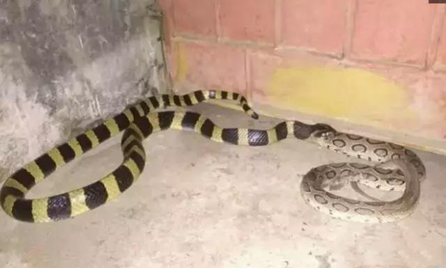 又见毒蛇互相伤害，金环蛇吞食圆斑蝰