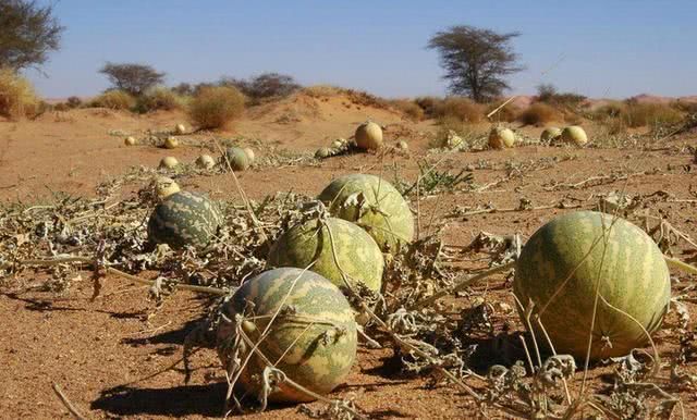 为什么沙漠中的西瓜一定不能吃?看完出了一身