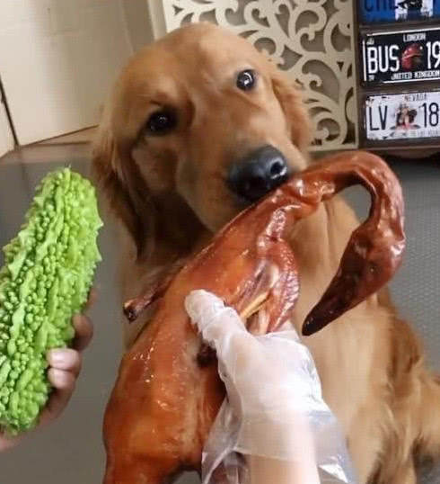 快手又一奇葩哈士奇走红,苦瓜和烤鸭之间,它竟