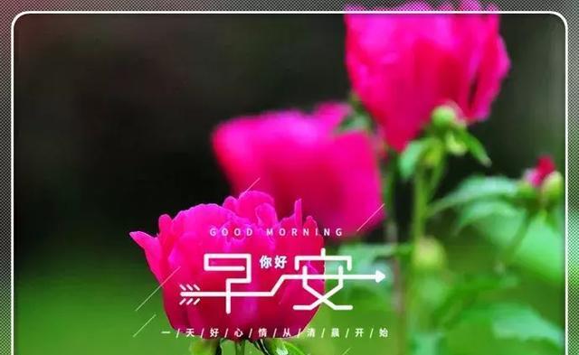 新的一月最美早上好问候语温馨句子鲜花图片