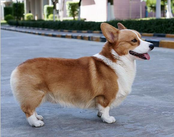 一直以为柯基没有尾巴的,结果偶然看到一只长尾柯基,顿时懵了!