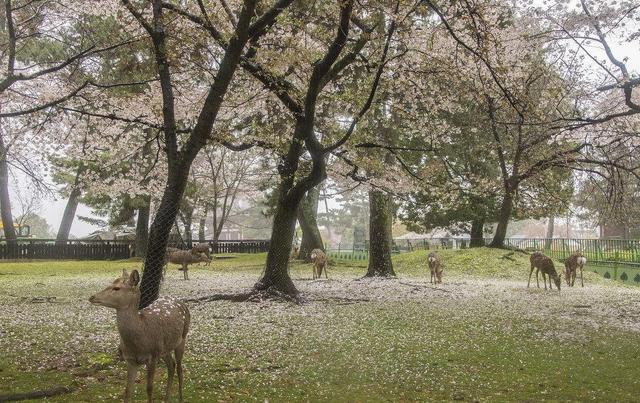 中国游客全球第一:美国游客消费额仅中国一半