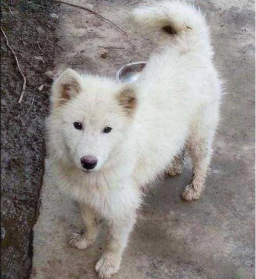 萨摩耶丢了,主人找了10个月竟在这找到了,主人