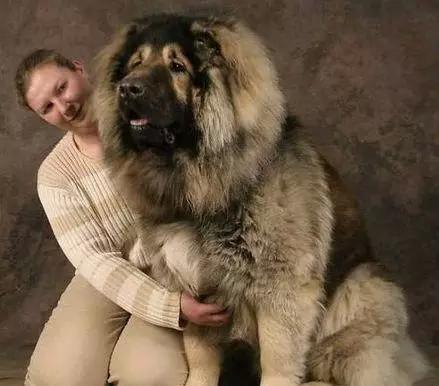 比藏獒更凶的俄国高加索犬: 一口咬死藏獒, 30秒结束战斗