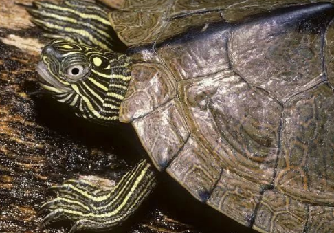 我滴个龟龟!你们可真秀,来看看你都认识哪些地