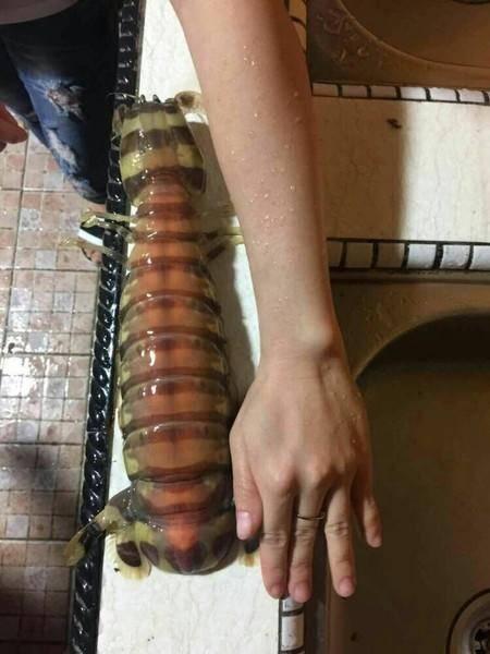 还有老虎虾,因为老虎虾肉多,口感甜美有弹性,而在仙本那最常见做法就
