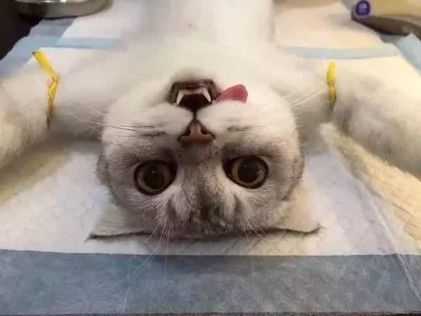 母猫绝育三天,生无可恋!网友:太可怜了,不敢直视它的眼睛!