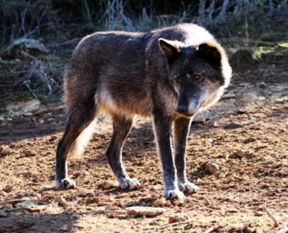 狼什么狈什么成语_狼和狈是什么动物图片(2)