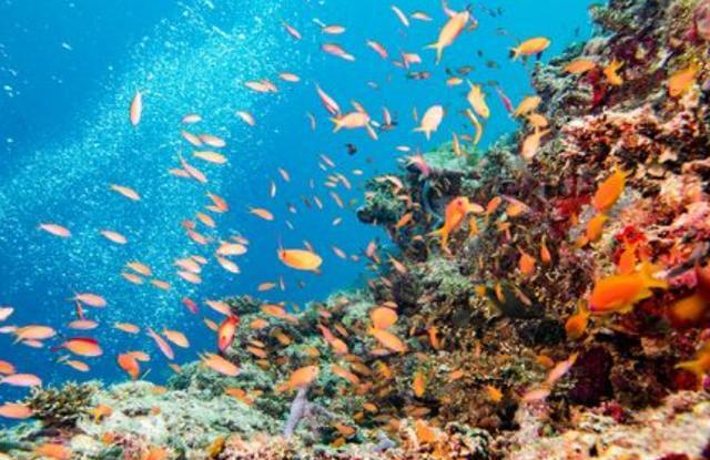 为什么浅海里鱼群会成群结队不怕相撞吗?看完涨知识了!