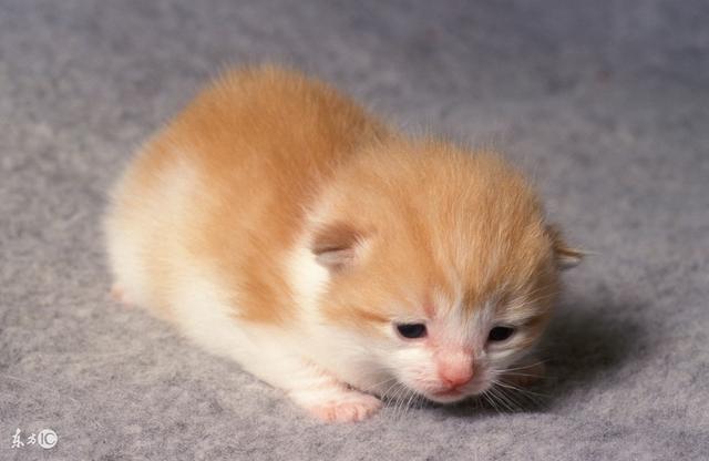有些事情是两脚兽不能代替的 请不要让小奶猫过早离开猫妈妈