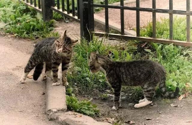 两只猫打架,拉架的竟然是一群狗