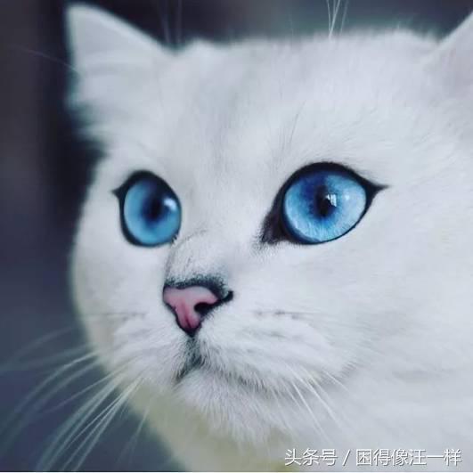 最漂亮的猫_世界上最漂亮的猫 图片 蛋蛋赞