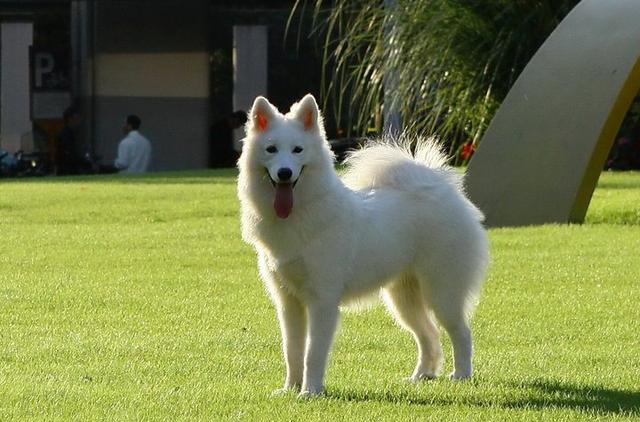 什么中型犬合适家养?十大合适家养的中型狗!有