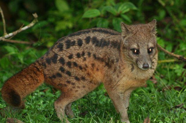 性功能最强的雄性动物, 一天要交配4次, 表现不