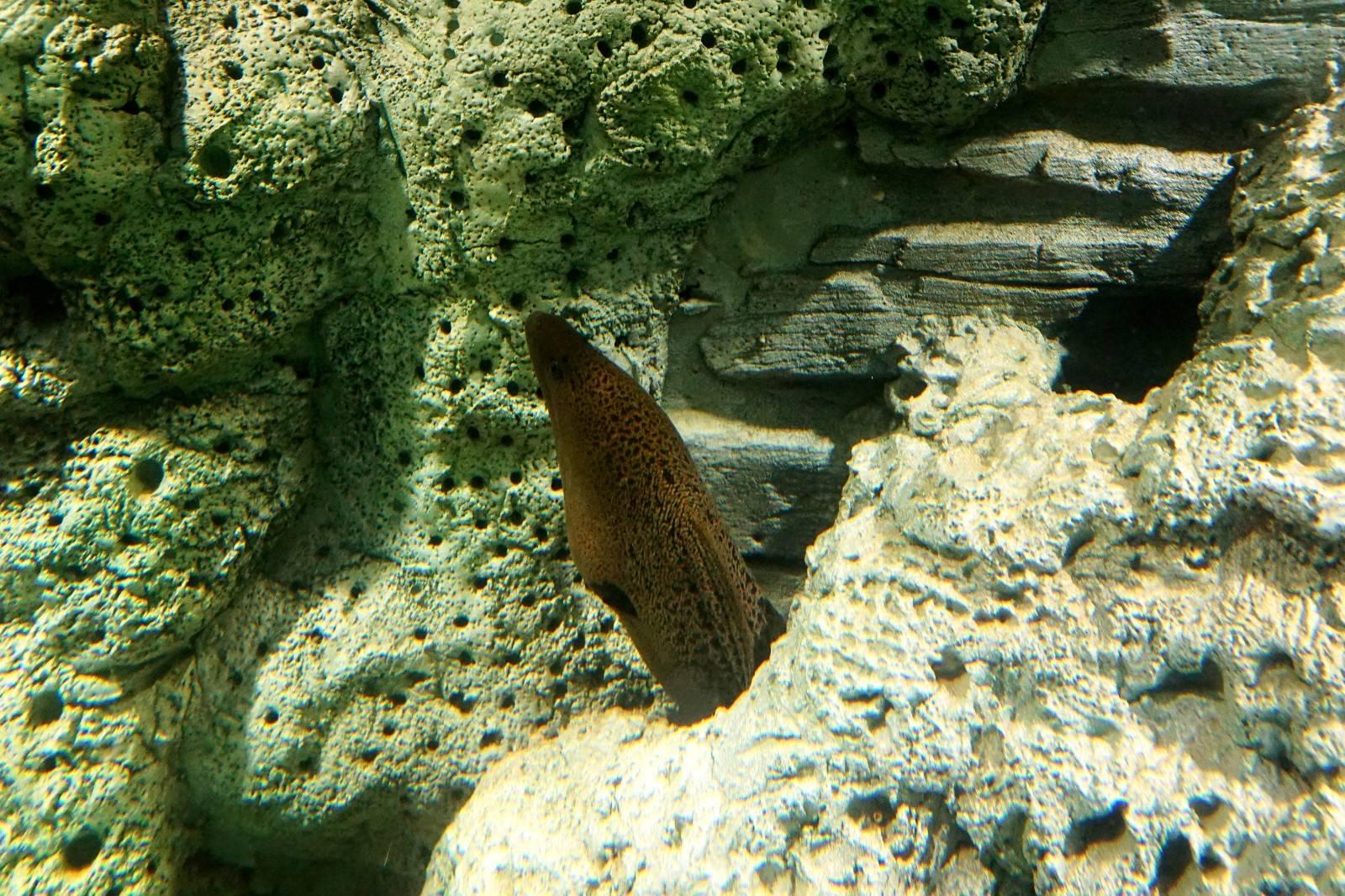 海鳝体长如蛇,营养价值高,主治痔疮、无名肿毒