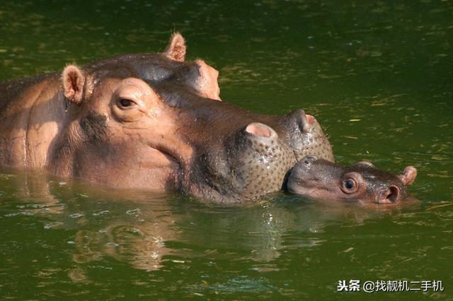 非洲之王鳄鱼水中无敌 碰到河马为什么就乖乖认输