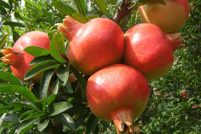 枣庄除了5A景点台儿庄古城,还有石榴园中的古