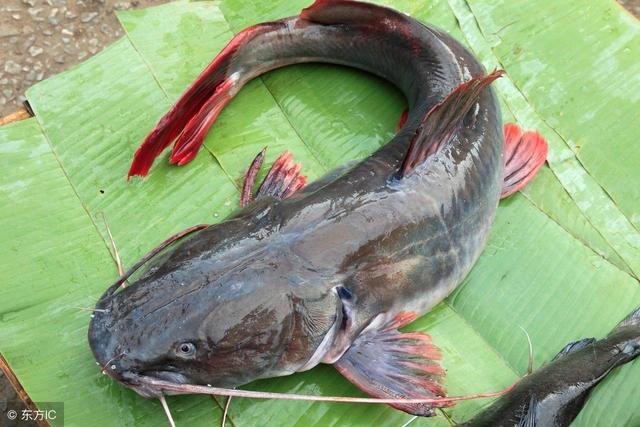 胡子鱼是补品?营养价值高,常吃对身体有好处