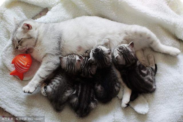 有些事情是两脚兽不能代替的 请不要让小奶猫过早离开猫妈妈