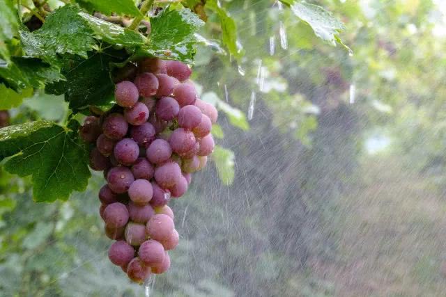 葡萄上的锈斑、黑斑、白斑,都是怎么回事?