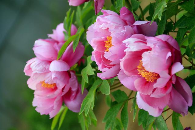 它们是中国地位最高的两种花,如今是国花