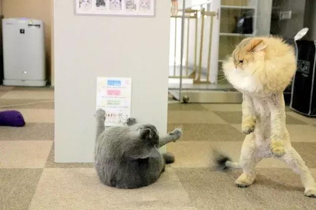 两只猫打架,拉架的竟然是一群狗