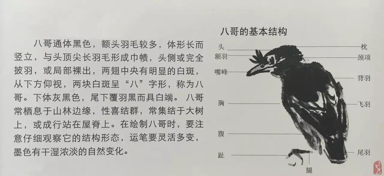 国画八哥教程