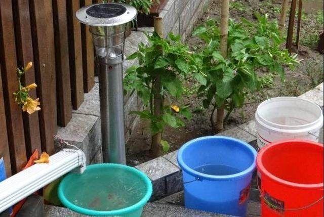 浇花还在用自来水?难怪花养死了,试试这几种水