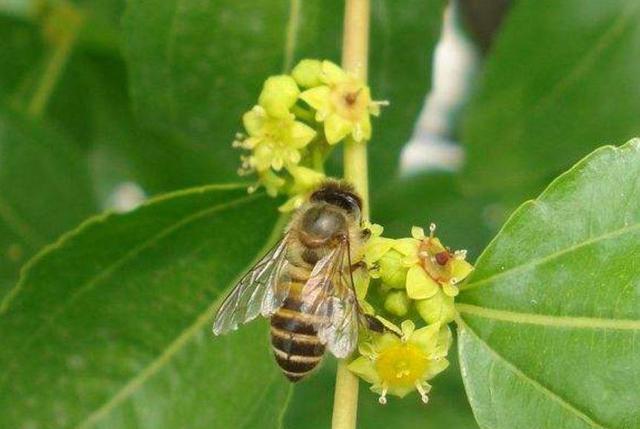 蜜蜂主要以采集花蜜和花粉为主,自然界中充斥着各种各样的蜜源植物与