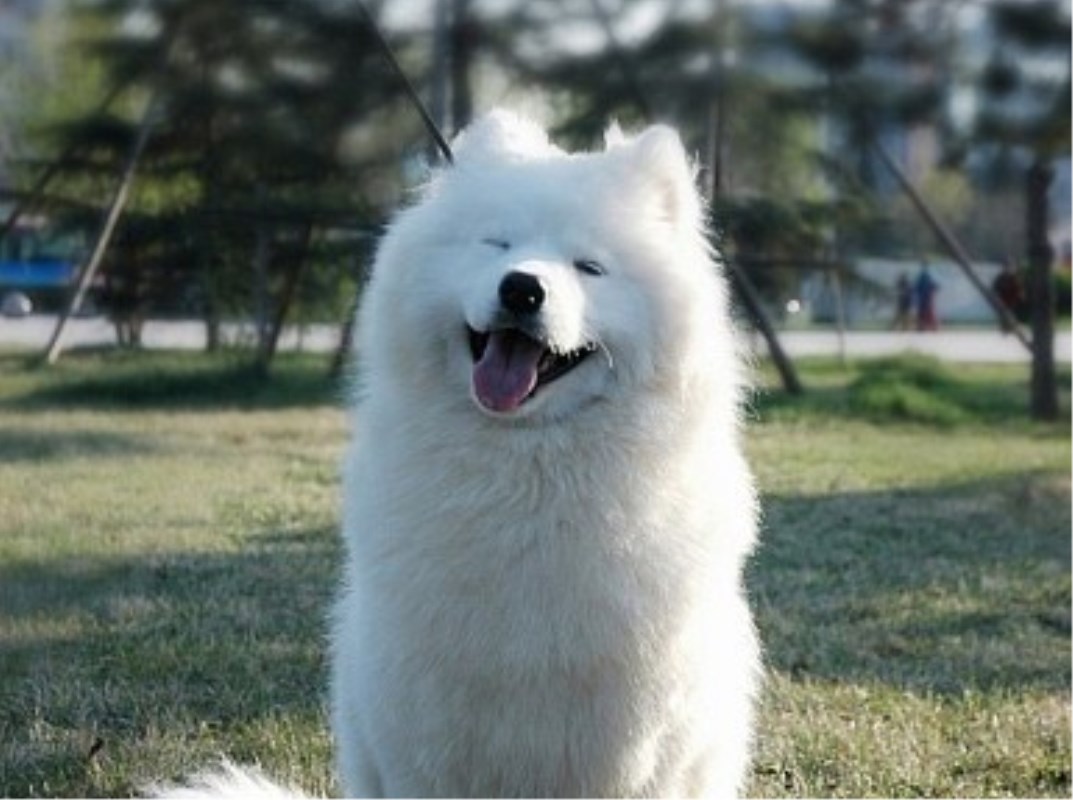 笑起来超治愈的6种狗狗,柴犬,金毛上榜,看看你家狗狗上榜没?