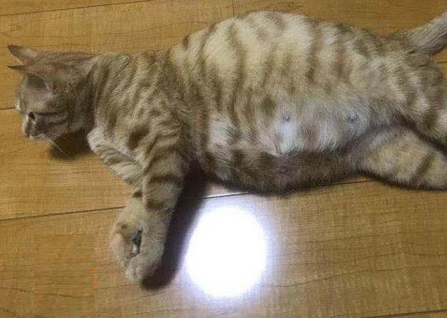 橘猫意外怀孕,主人看到8只小崽子,气得大骂:谁干的?