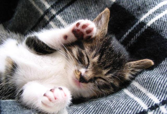 猫生睡眠宝典,喵星人自己都不了解的2/3的时光