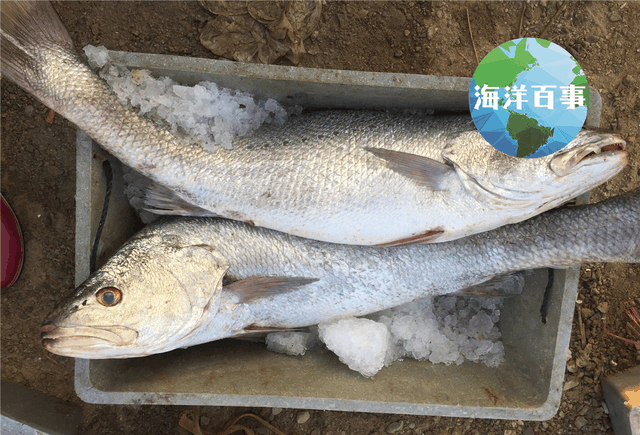 南方沿海各种常见海鲜不得不说海鱼的种类实在太丰富了