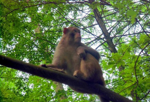 巴厘岛猴子偷东西真相 猴子为什么专挑贵重物品下手