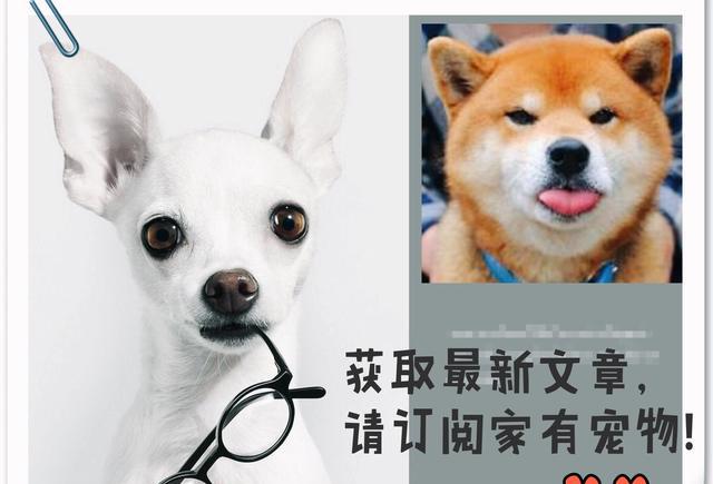 狗狗突然哀嚎发抖,是髌骨移位的问题吗?