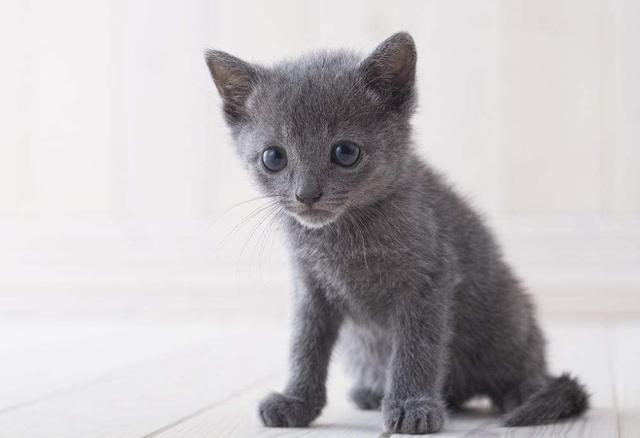 花2300给父母买了只小蓝猫,1年后回家,看到猫咪的样子笑喷了