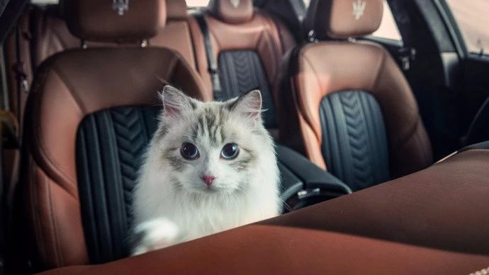 100万的车500万的声浪，一台明骚的SUV需要具备哪些条件？