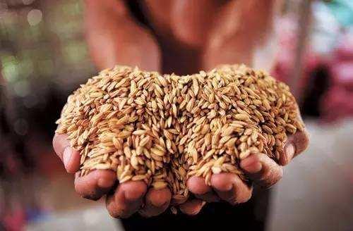 农民该怎么办?一斤粮食比不上一瓶矿泉水,还经