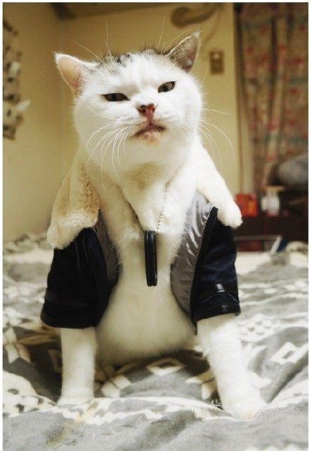 搞笑萌宠趣图,兔子如果开挂是怎么样的,一骑绝尘无人知是兔子来