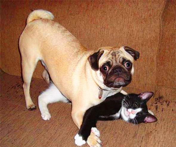 汪星人犯错后的表情笑死人,最后一个一看就是惯犯!