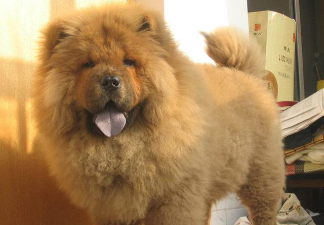 什么中型犬合适家养?十大合适家养的中型狗!有