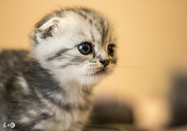 有些事情是两脚兽不能代替的 请不要让小奶猫过早离开猫妈妈