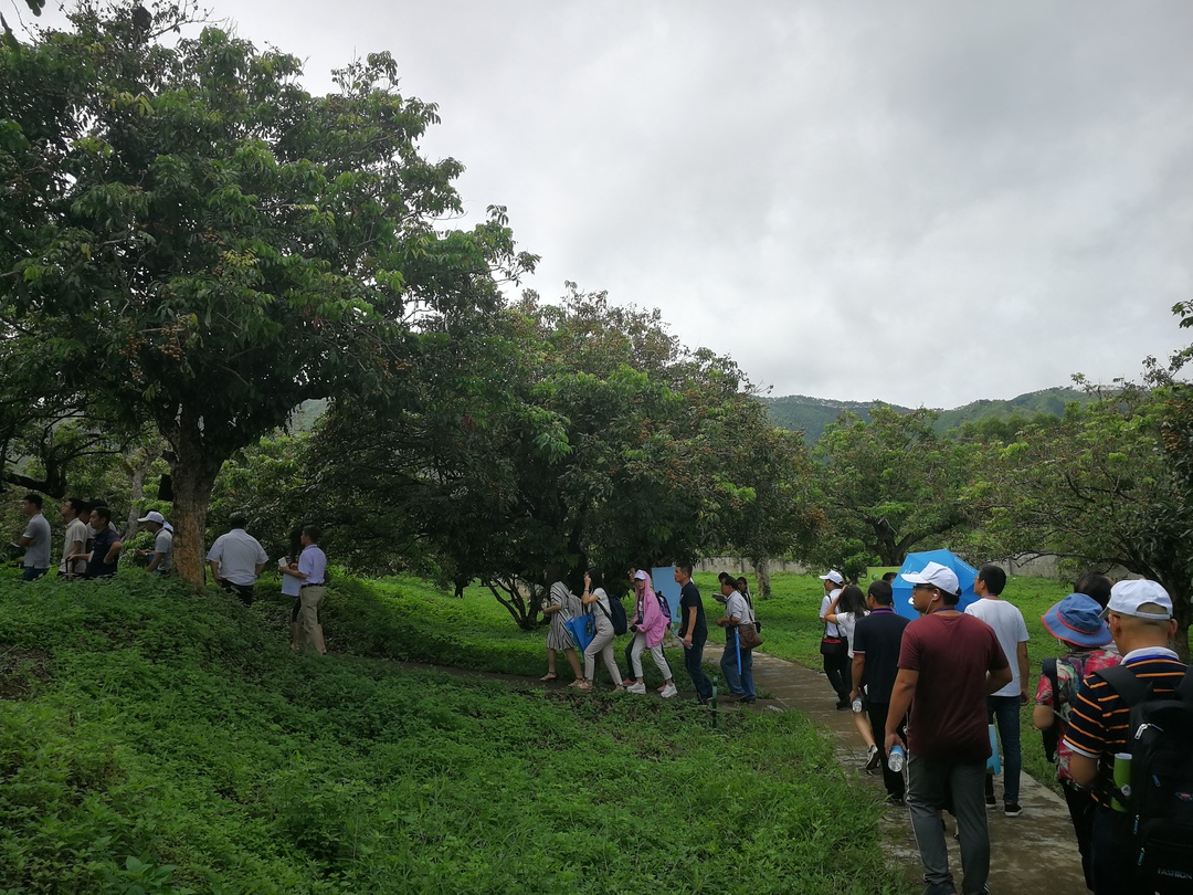 广西传统文化研究会参加中国(平南)石硖龙眼节