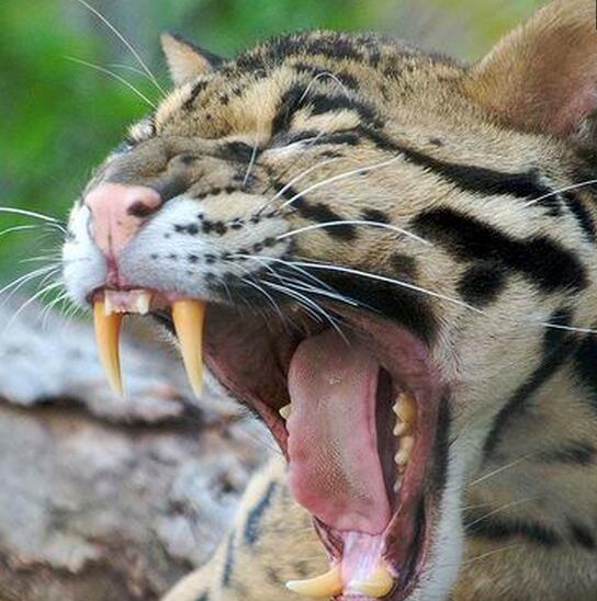 牙齿与身体的比率最大,名为"小剑齿虎"的猫科动物