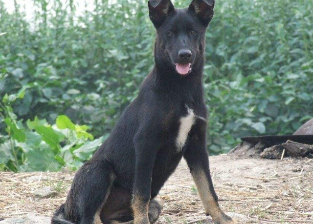 美国大黑狗日美人