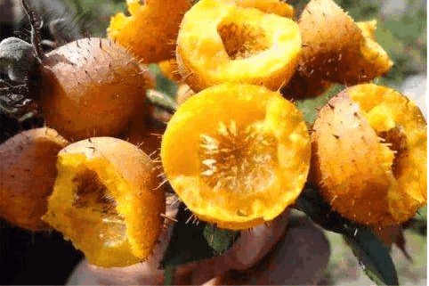 刺梨泡酒喝的功效和作用