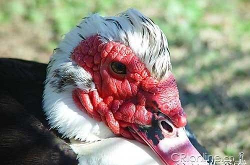 ����ʮ���ª����, �㿴������