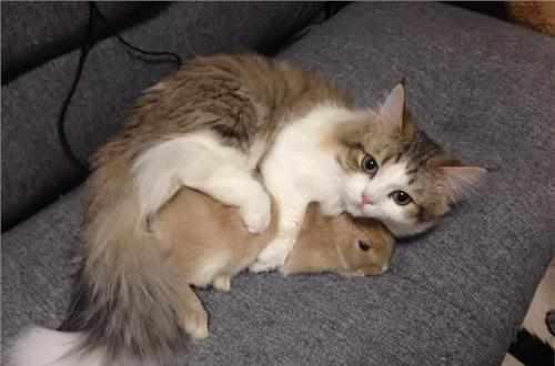 猫咪和兔子能一起养吗?