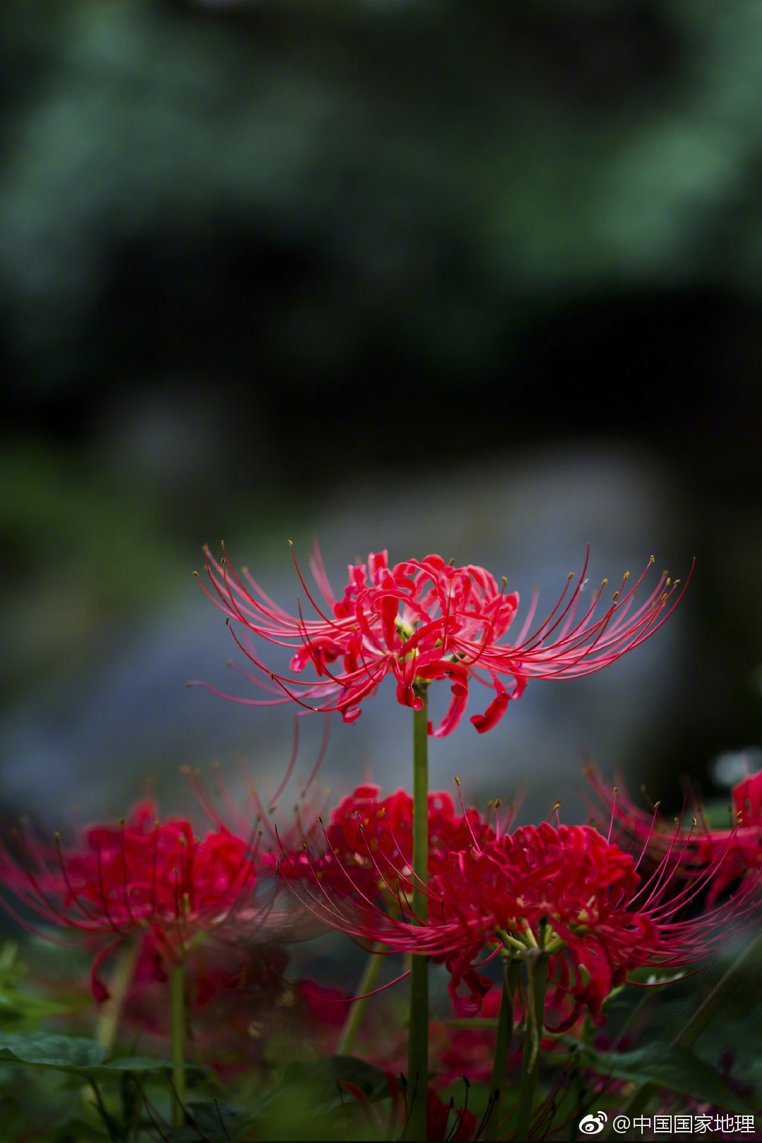 曼珠沙华,别名"彼岸花",花期为夏末秋初,约从7月至9月